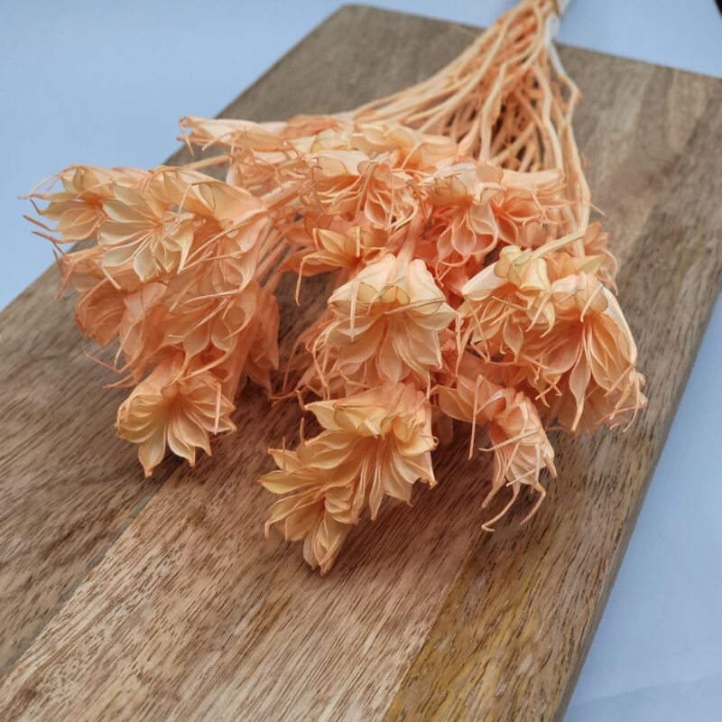 Droog Nigella anijs bloem 5 st takjes oranje