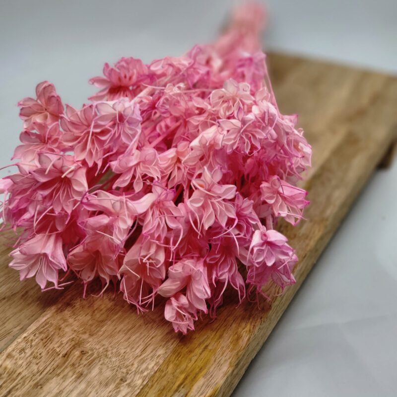 Droog Nigella anijs bloem 5 st takjes rose