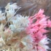 Droog Nigella anijs bloem 5 st takjes rose - Afbeelding 3