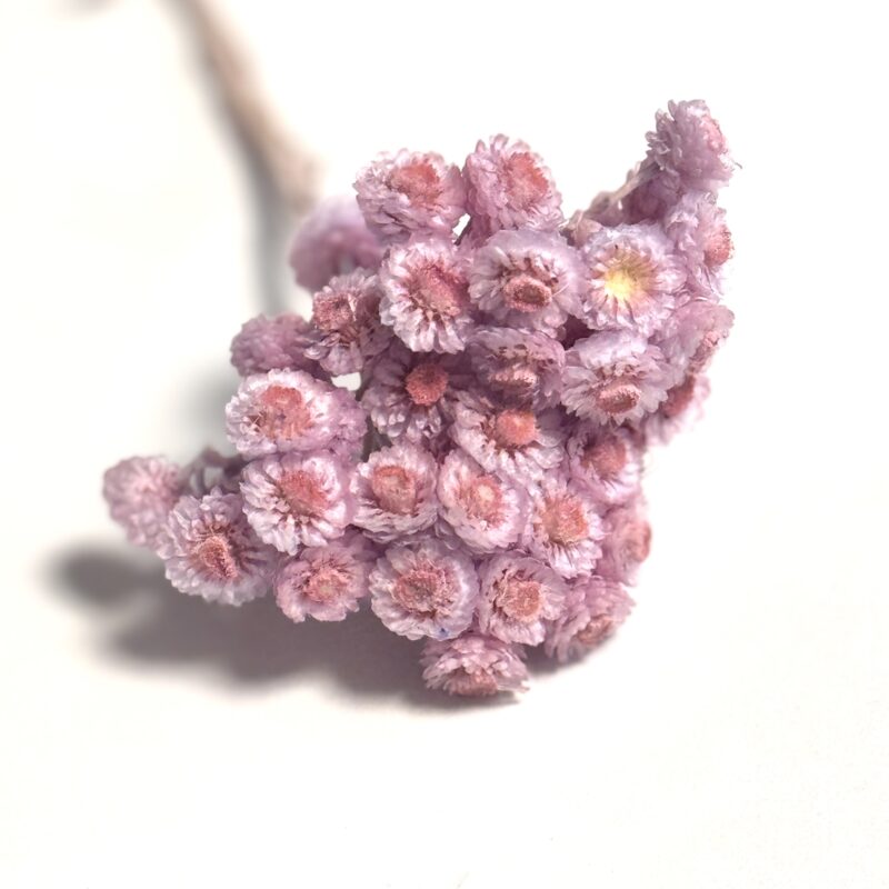 Gedroogde Helichrysum Heide