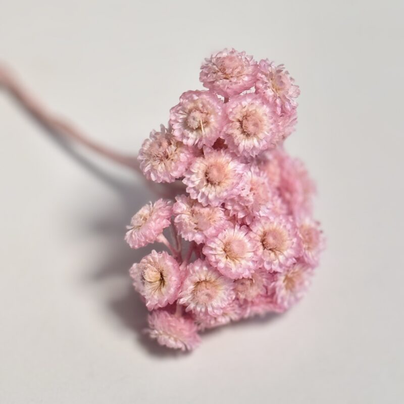 Gedroogde Helichrysum Roze