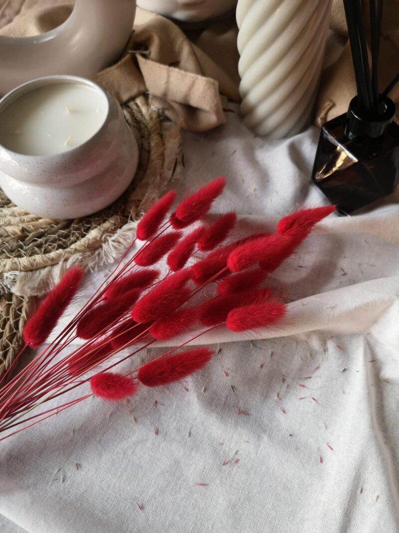 Gedroogde Lagurus Raspberry Red
