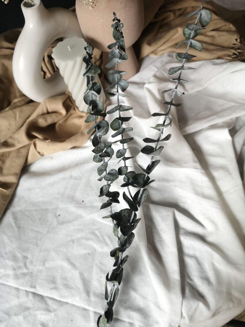 Gepreserveerde Eucalytus Baby Blue