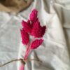 Gedroogde Phalaris Hot Pink