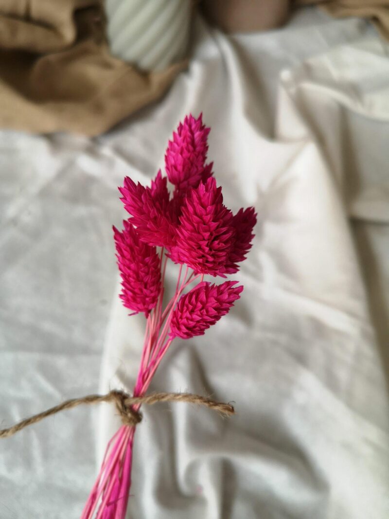 Gedroogde Phalaris Hot Pink