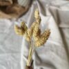 Gedroogde Phalaris Crème