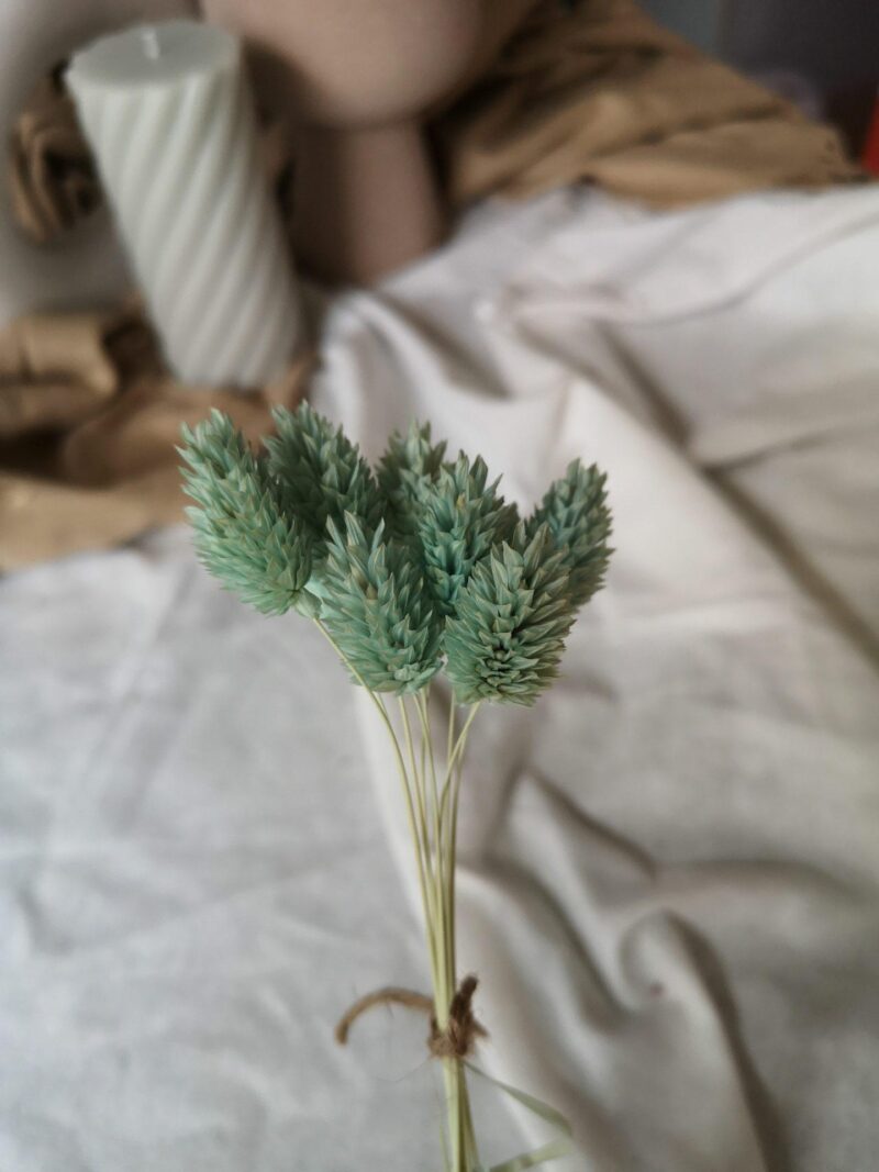 Gedroogde Phalaris Munt