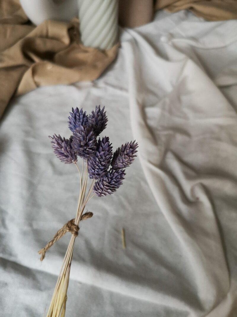Gedroogde Phalaris Paars