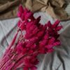 Gedroogde Phalaris Hot Pink - Afbeelding 2