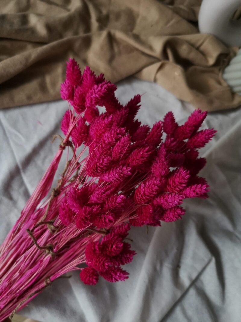Gedroogde Phalaris Hot Pink - Afbeelding 2