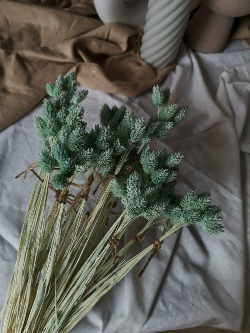 Gedroogde Phalaris Munt - Afbeelding 2