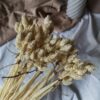 Gedroogde Phalaris Crème - Afbeelding 2