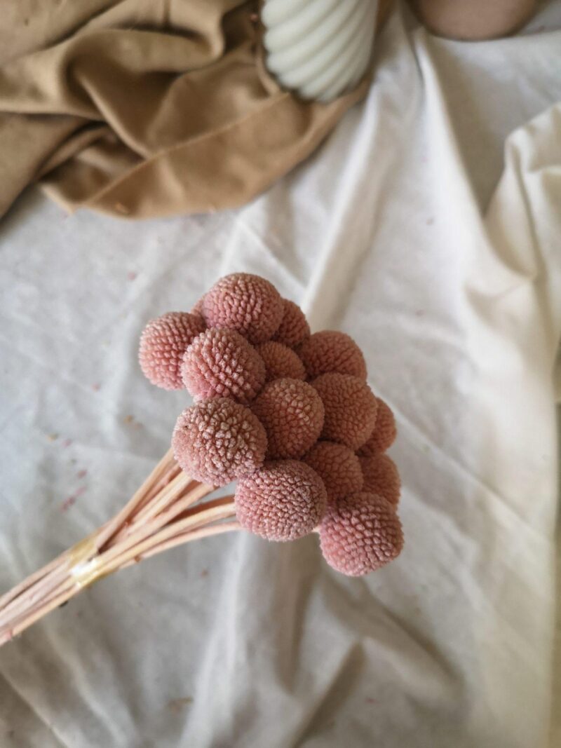 Gedroogd Craspedia Roze - Afbeelding 2