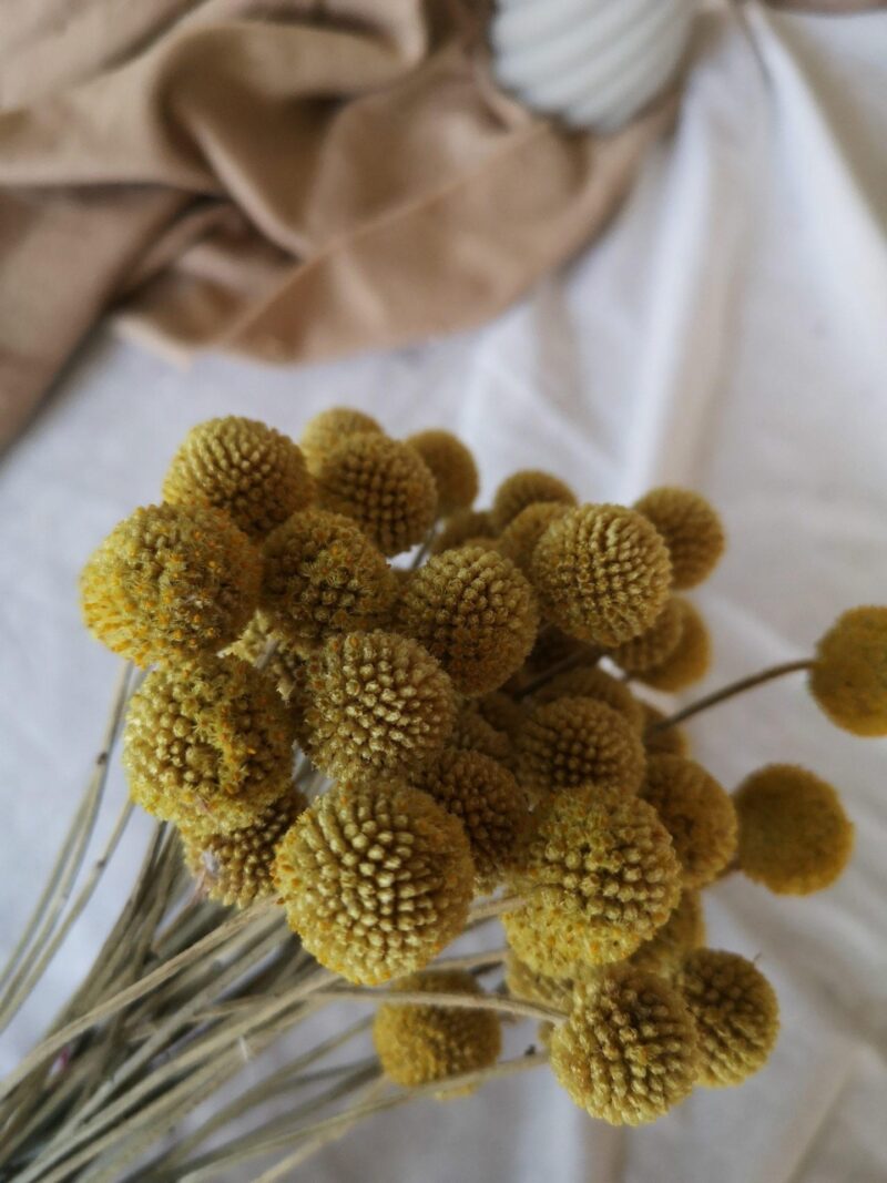 Gedroogd Craspedia Geel Mini (naturel) - Afbeelding 2