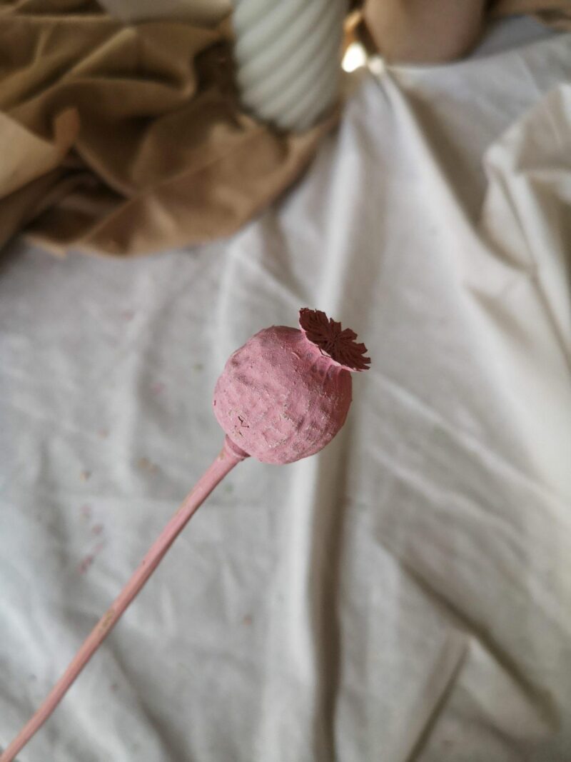 Gedroogde Papaver Roze - Afbeelding 2
