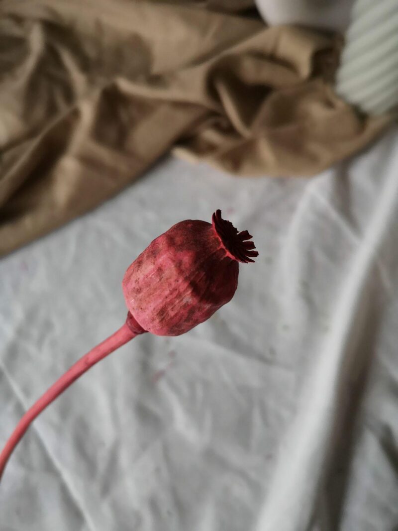 Gedroogde papaver rood - Afbeelding 2
