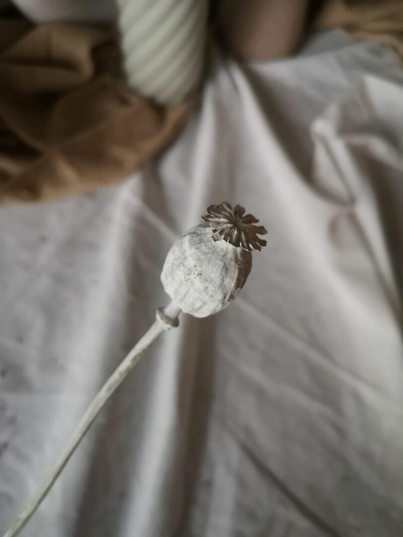 Gedroogde papaver wit - Afbeelding 2