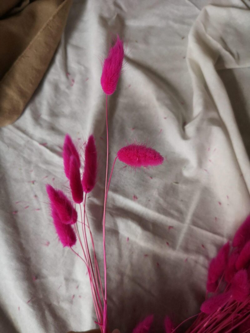 Gedroogde Lagurus Hot Pink