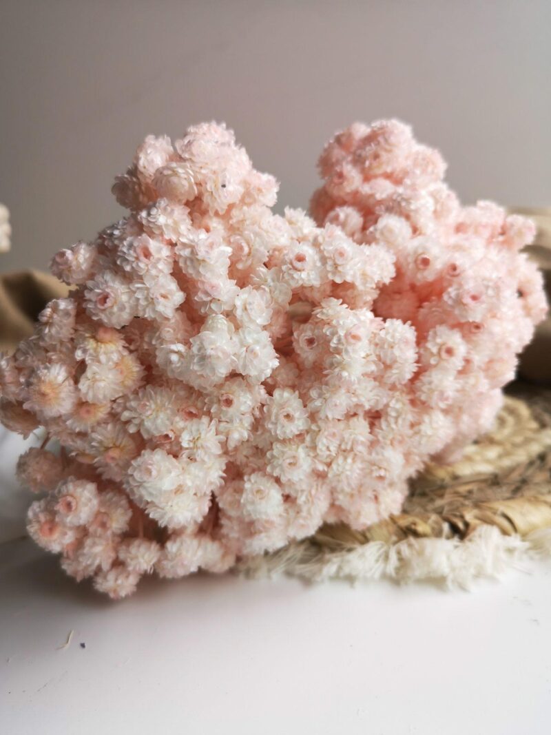 Gedroogde Helichrysum Zachtroze - Afbeelding 2