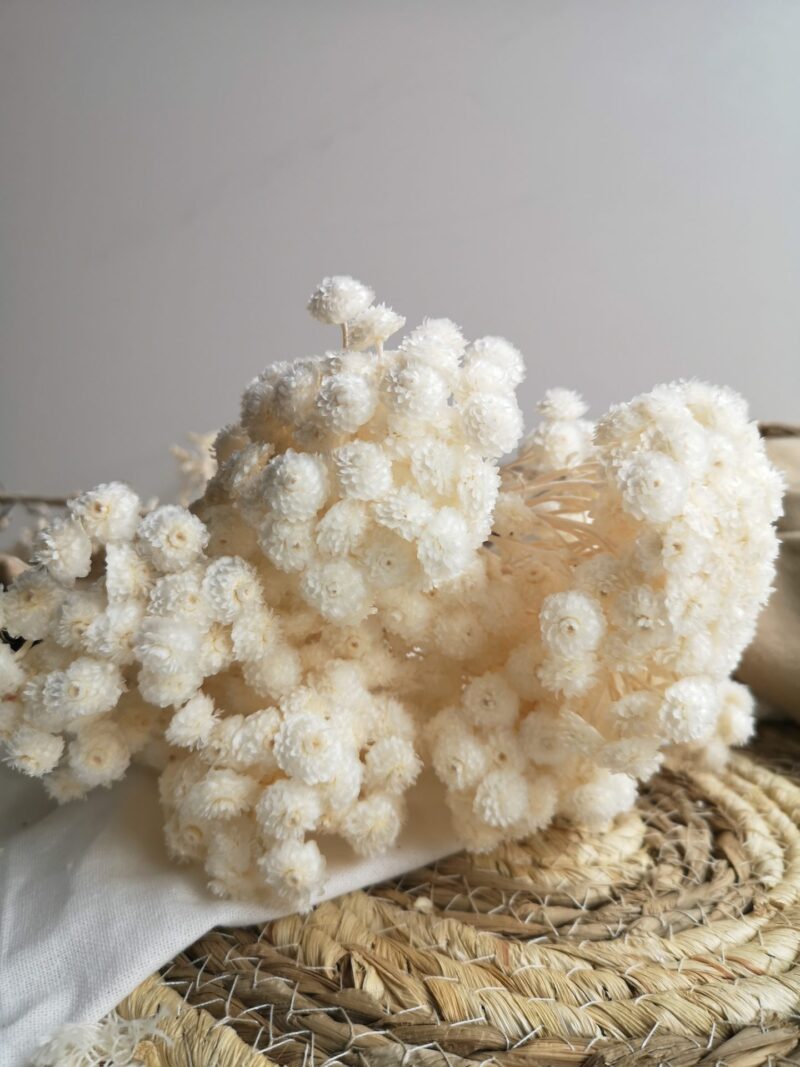 Gedroogde Helichrysum Wit - Afbeelding 2