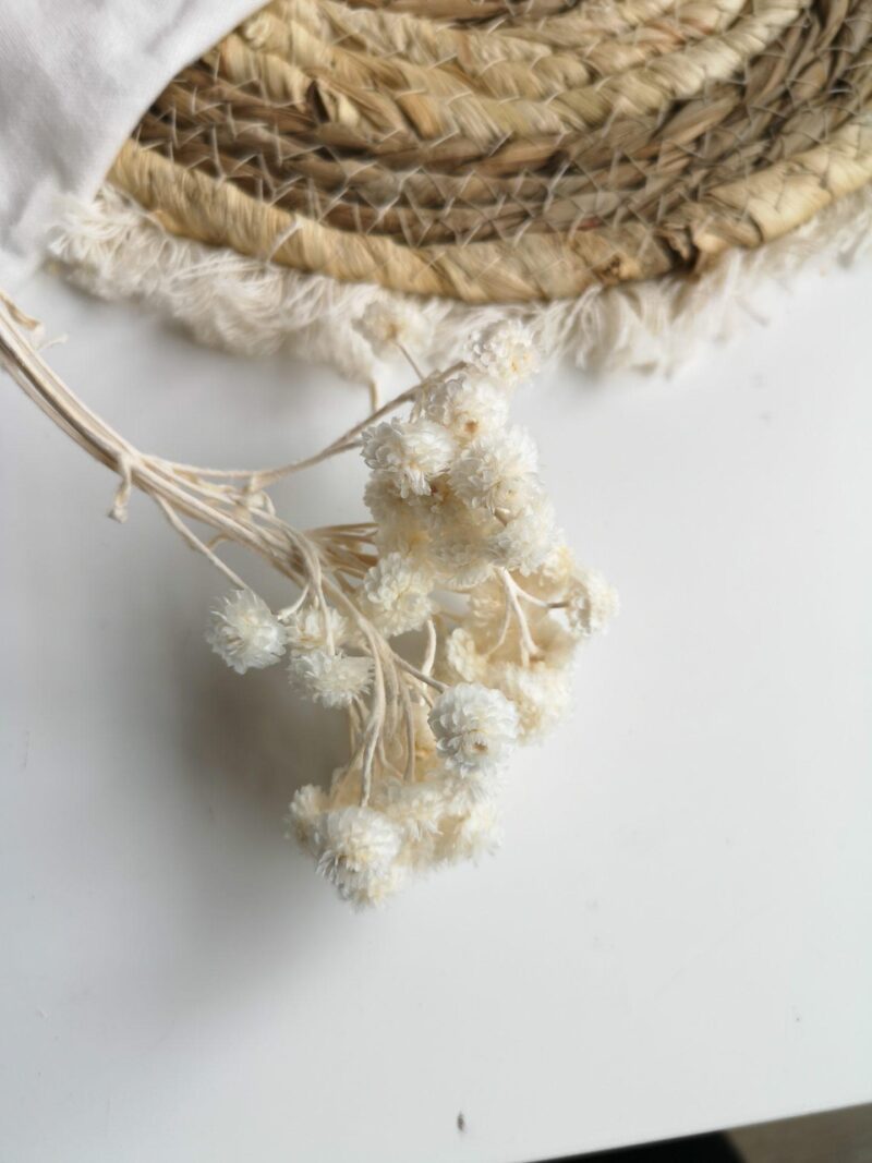 Gedroogde Helichrysum Wit