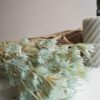 Gedroogde Nigella Baby Blue - Afbeelding 2