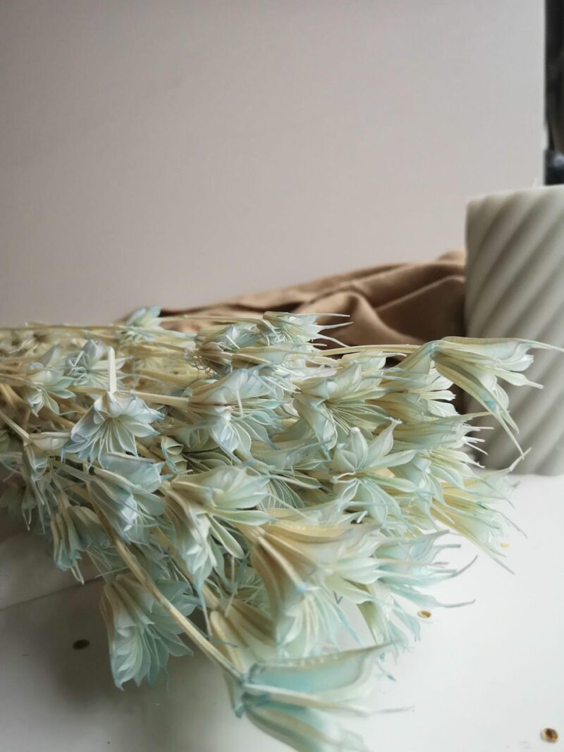 Gedroogde Nigella Baby Blue - Afbeelding 2