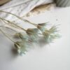 Gedroogde Nigella Baby Blue