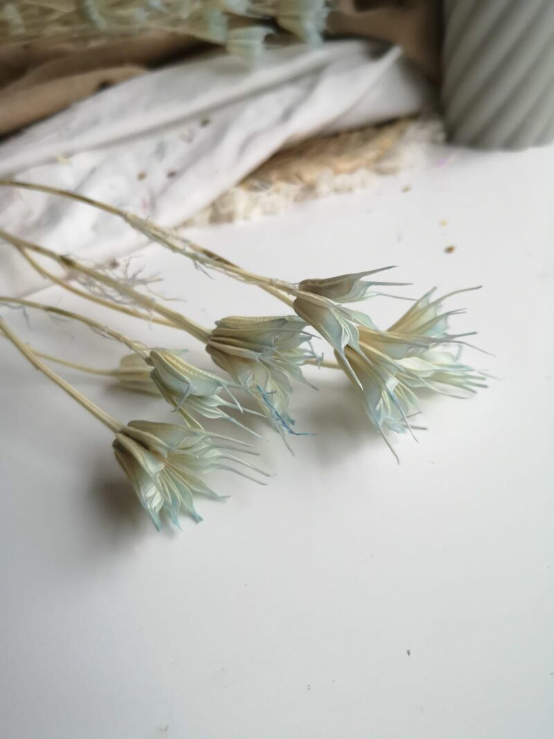 Gedroogde Nigella Baby Blue