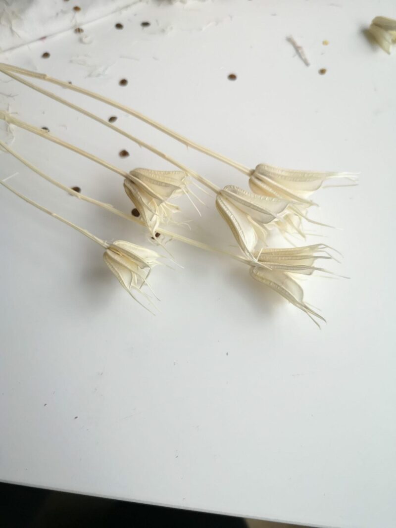 Gedroogde Nigella Creme