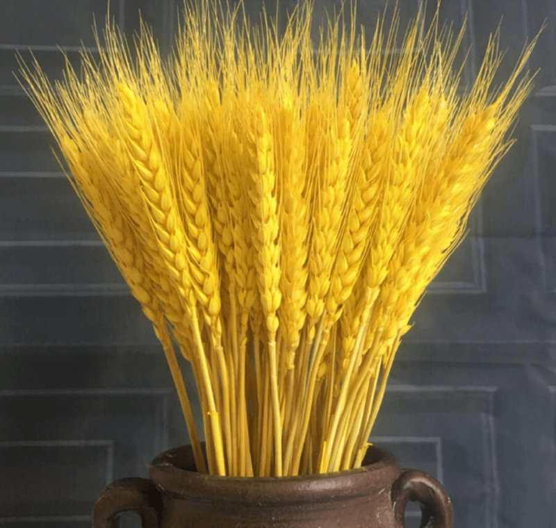 Tarwe Natuurlijke Gedroogde Bloemen set/3st Geel