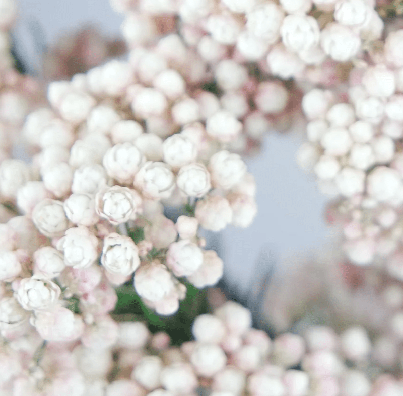 Rijstbloemen wit - Afbeelding 3