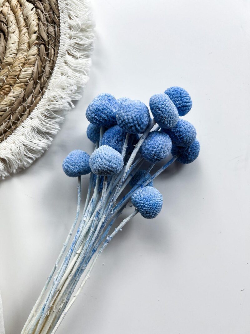 Gedroogd Craspedia Blauw - Afbeelding 2
