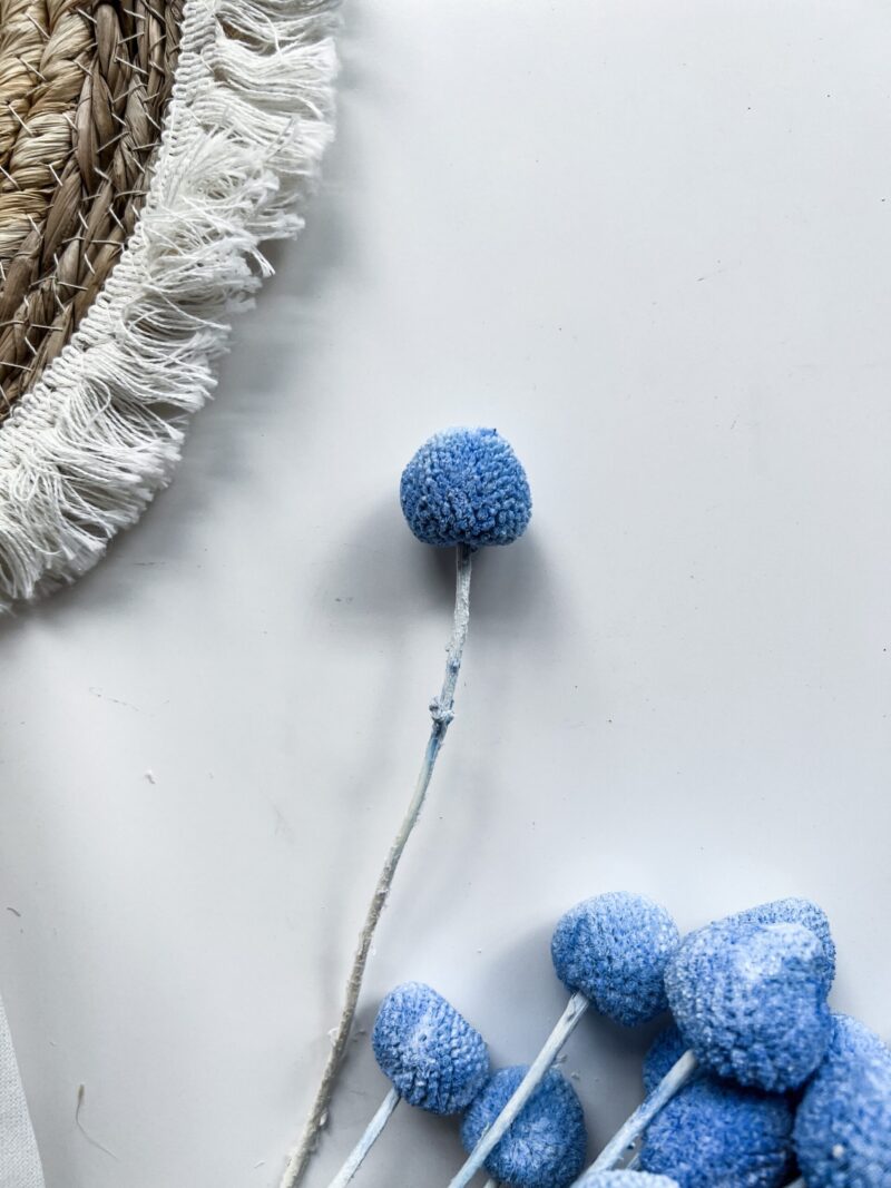 Gedroogd Craspedia Blauw