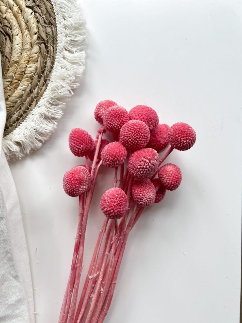 Gedroogd Craspedia Raspberry Pink - Afbeelding 2