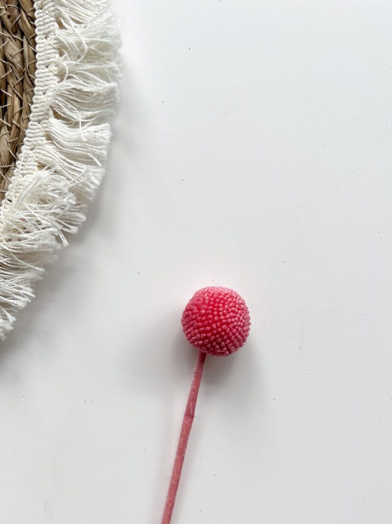 Gedroogd Craspedia Raspberry Pink