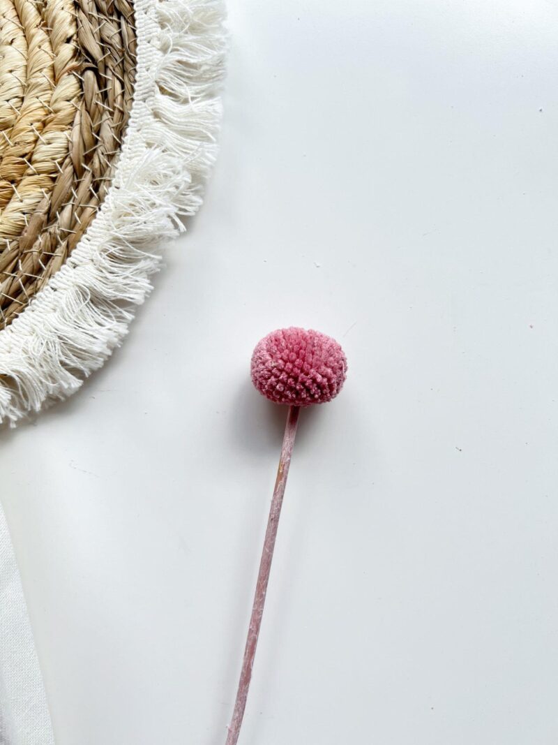 Gedroogd Craspedia Soft Berry