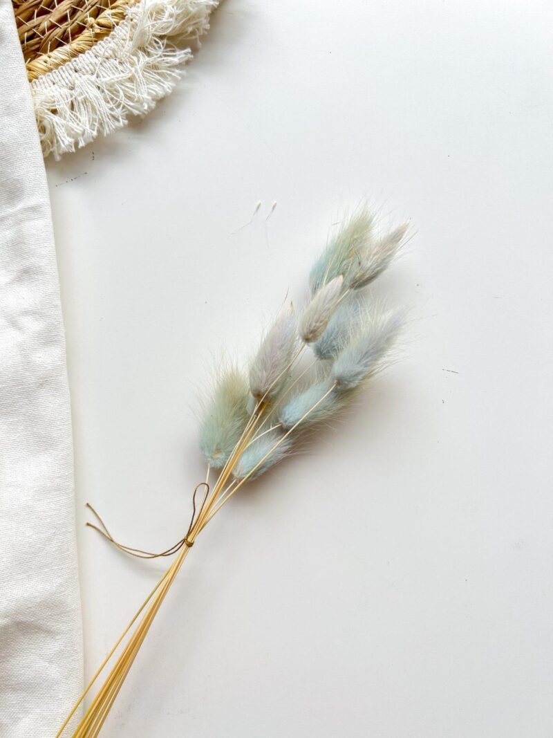 Gedroogde Lagurus Ice Blue