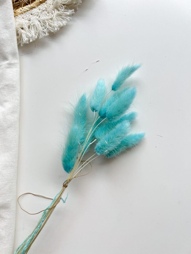 Gedroogde Lagurus Baby Blue