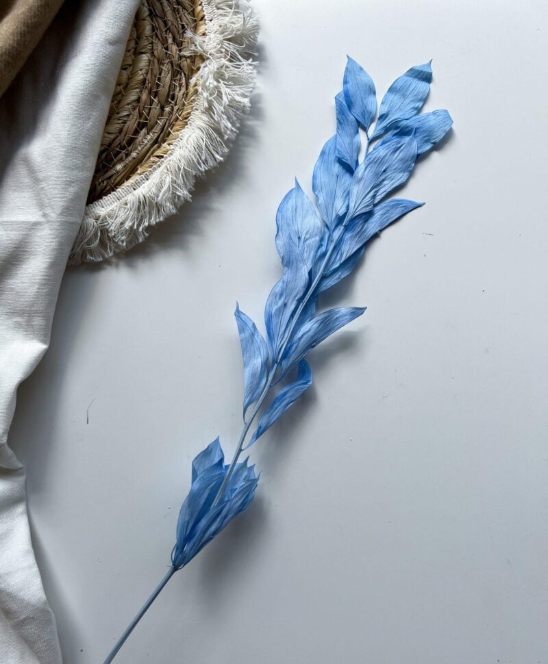 Ruscus Israeli Baby Blue