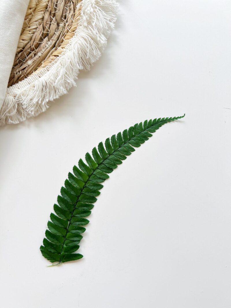 Varenblad groen