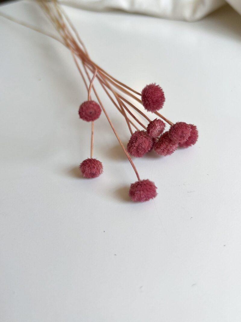Amarelino burgundy
