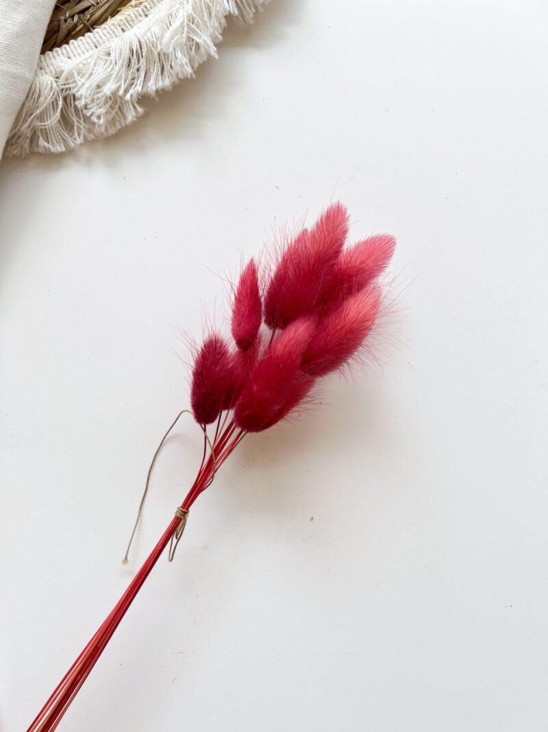 Gedroogde Lagurus Pale Red