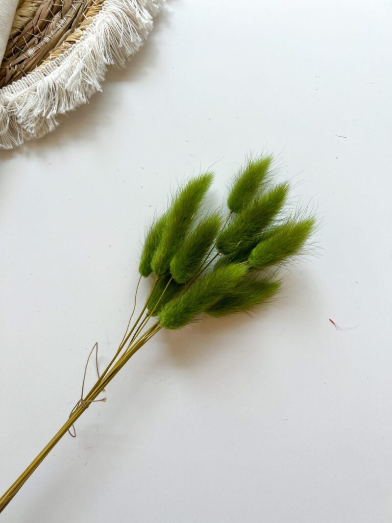 Gedroogde Lagurus Grass Green