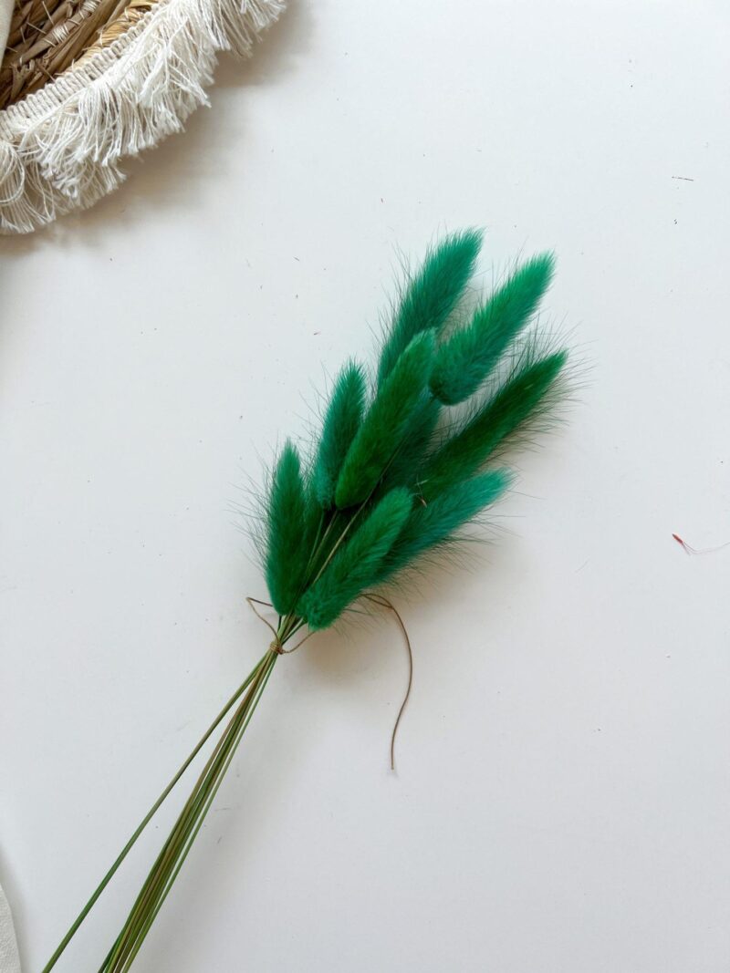 Gedroogde Lagurus Bottle Green