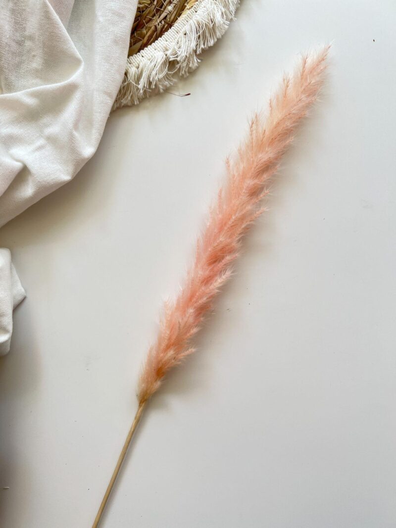 Mini Light Pink Pampas Grass