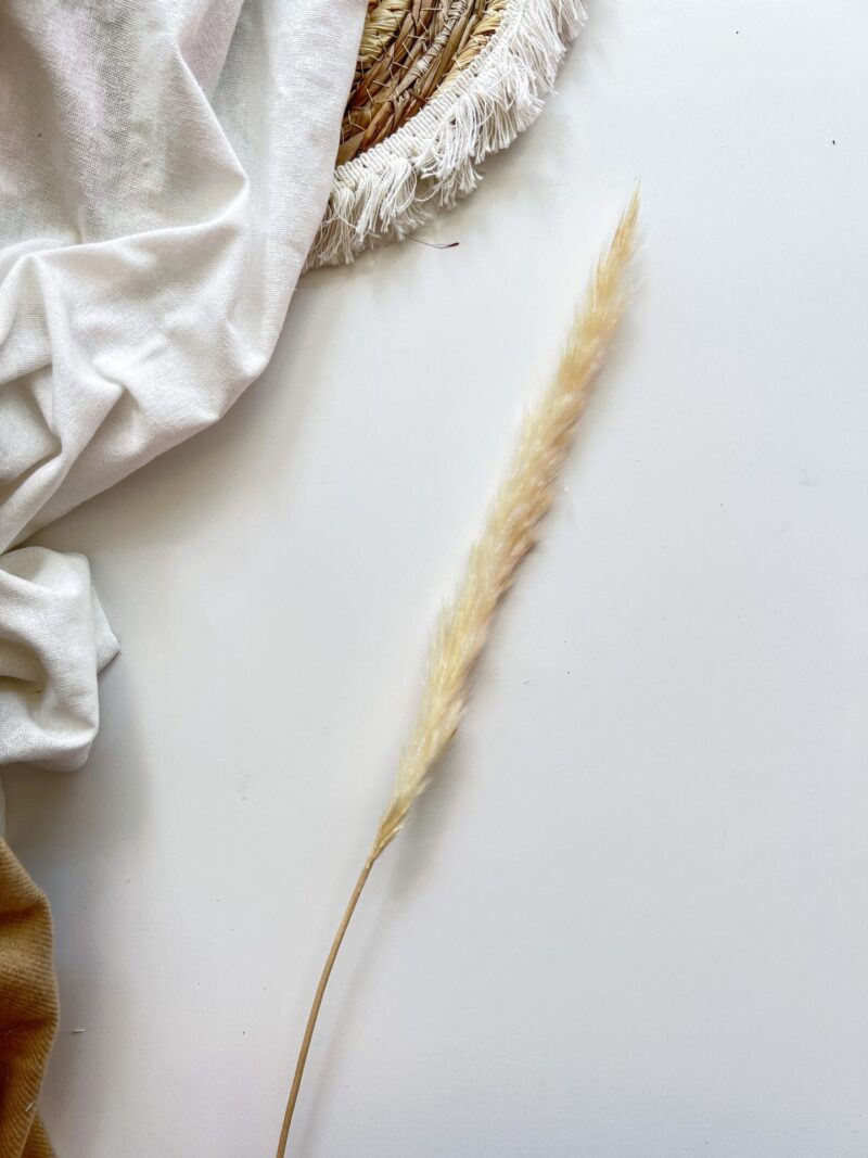 Mini Pampas Grass Cream
