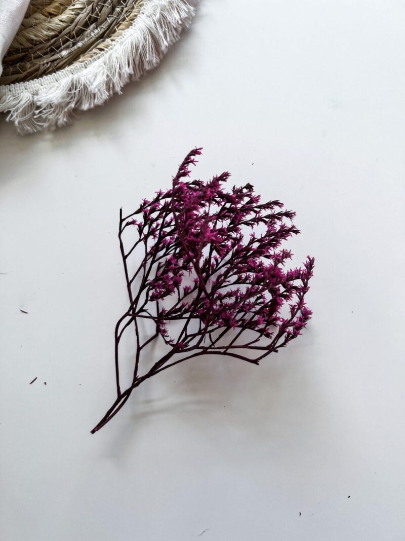 Limonium tataricum Fuchsia