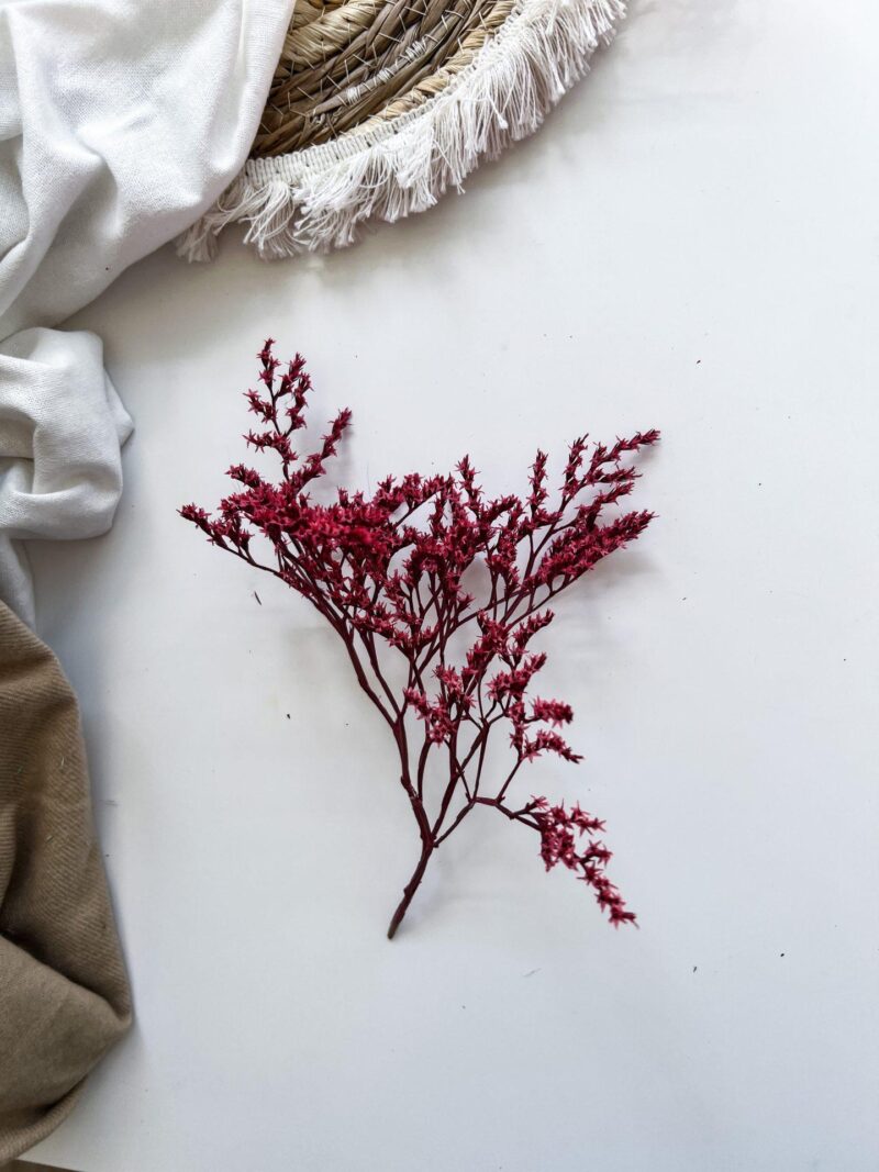 Limonium Tataricum Raspberry Red