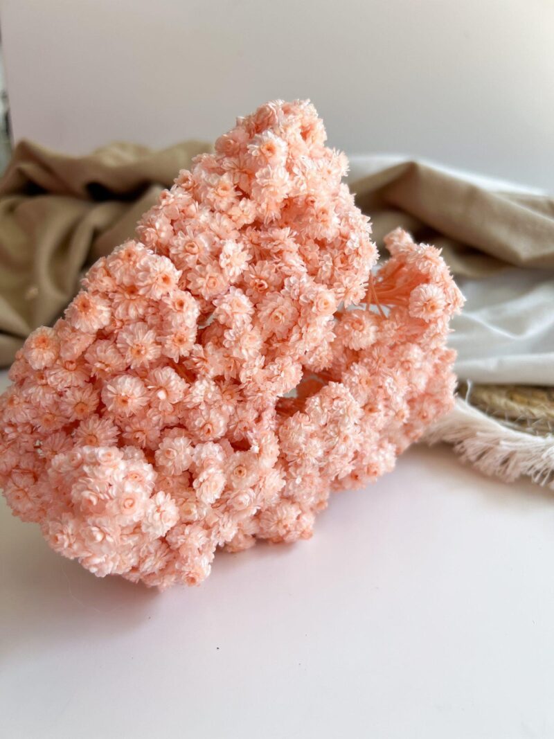 Gedroogde Helichrysum Peach - Afbeelding 2